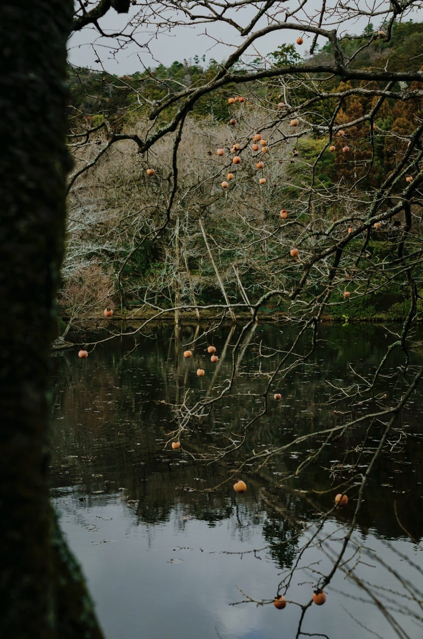 Превью Nara 2024